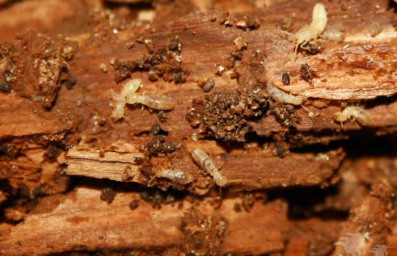 termites