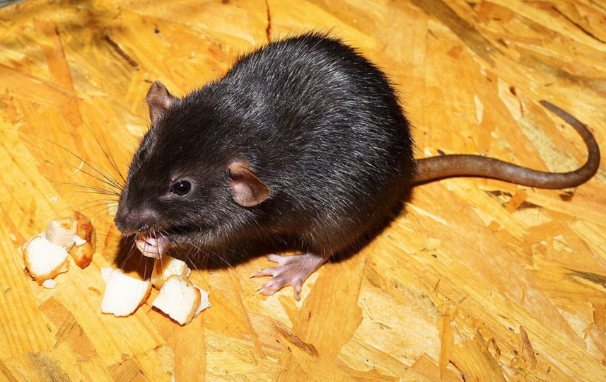 Katapolemisi Troktikon