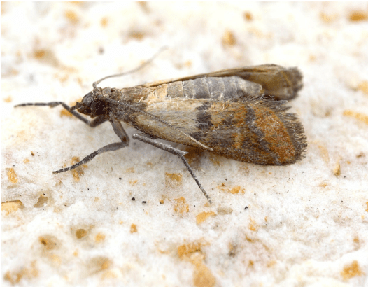 Skoros trofimon