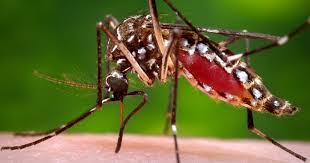 Aedes aegypti.