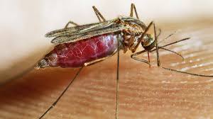 Anopheles spp.