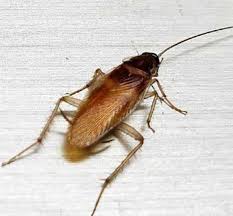 Blatella germanica