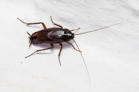 Blatta orientalis