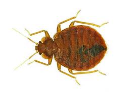 Cimex adjunctus