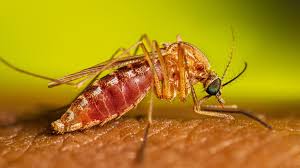 Culex spp.