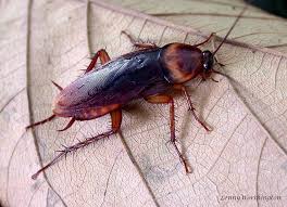 Periplaneta americana